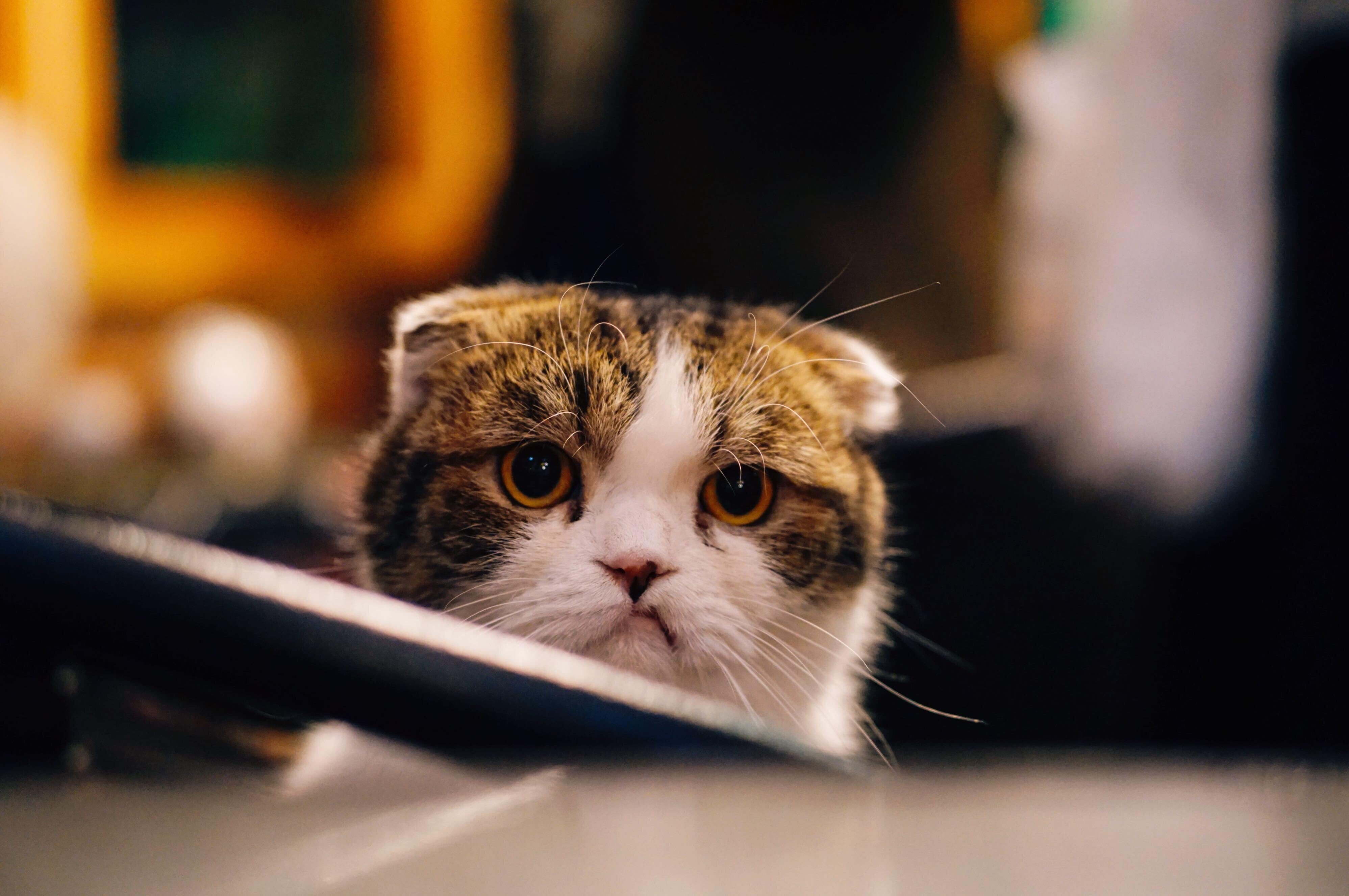 an unimpressed cat